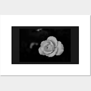 single white rose blossom in black and white Posters and Art